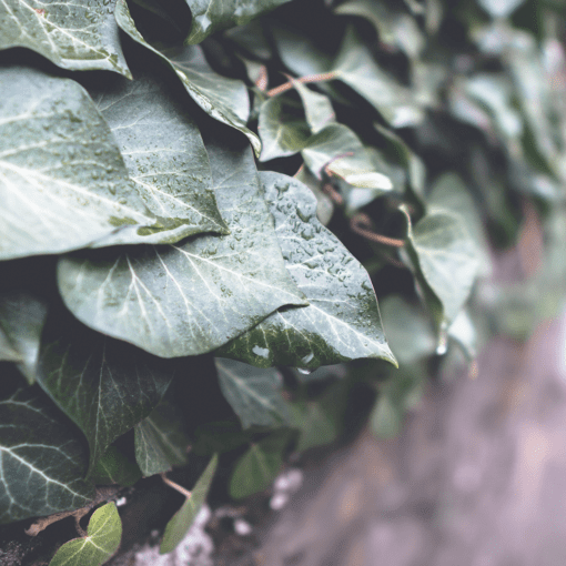 5 Plants That Should Never Touch Your Skin